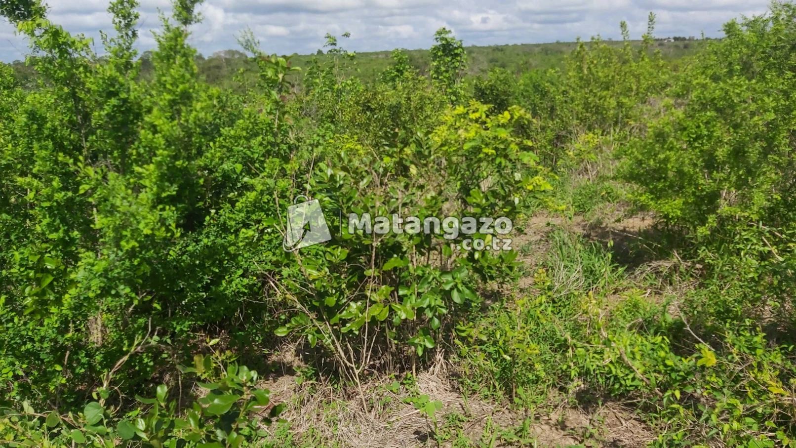 Shamba Linauzwa Kiwangwa