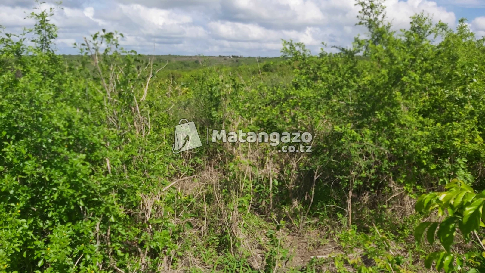 Shamba Linauzwa Kiwangwa