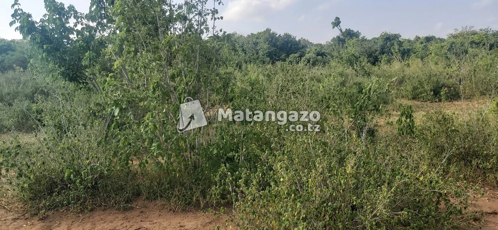 Shamba La Ekari 100 Linauzwa Mbwewe Pwani