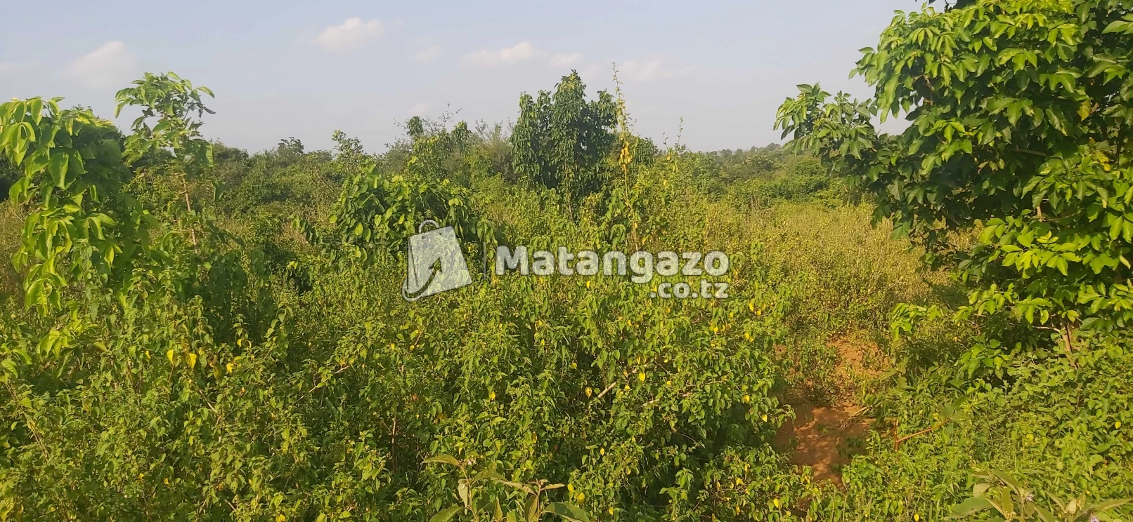 Shamba La Ekari 100 Linauzwa Mbwewe Pwani