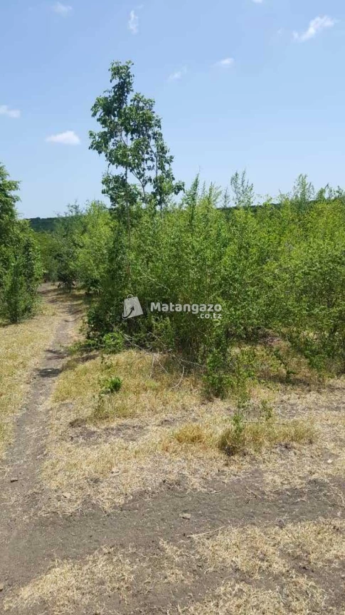Shamba La Ekari 300 Linauzwa Kiwangwa Bagamoyo Pwani