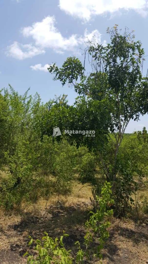 Shamba La Ekari 300 Linauzwa Kiwangwa Bagamoyo Pwani