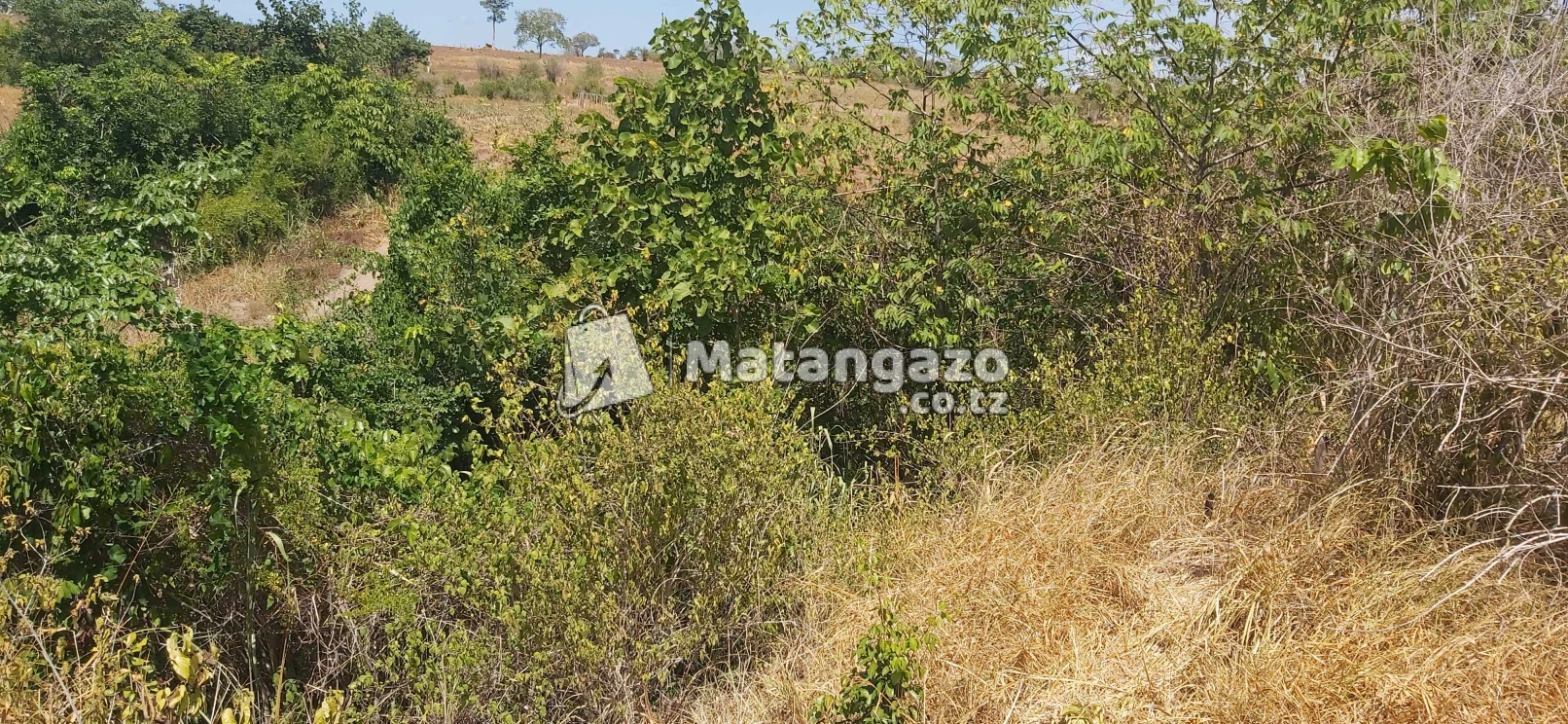 Shamba Ekari 100 Zinauzwa Kiwangwa