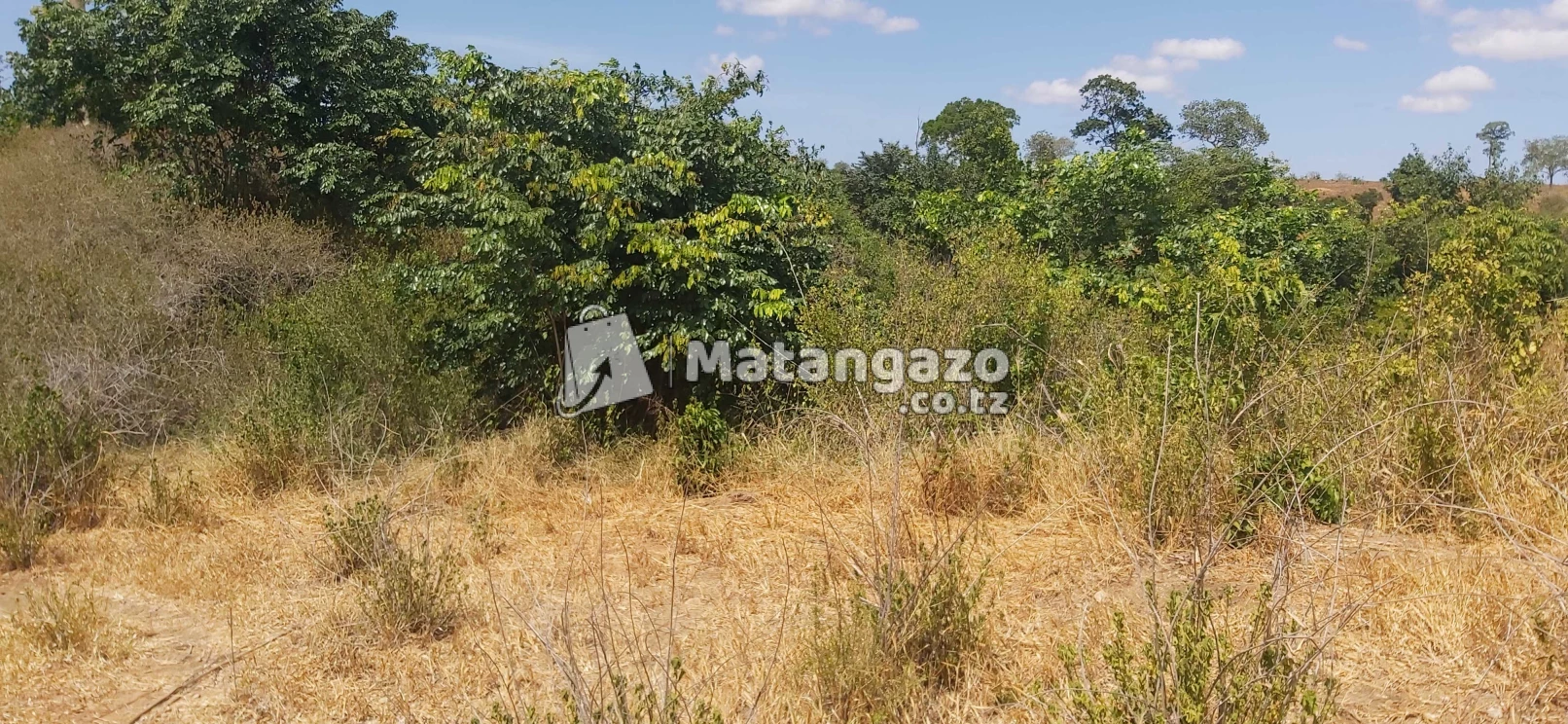 Shamba Ekari 100 Zinauzwa Kiwangwa
