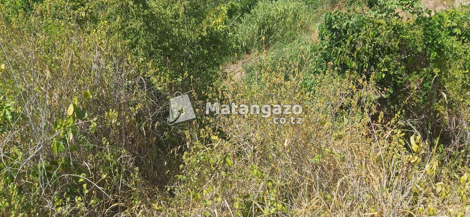 Shamba Ekari 100 Zinauzwa Kiwangwa