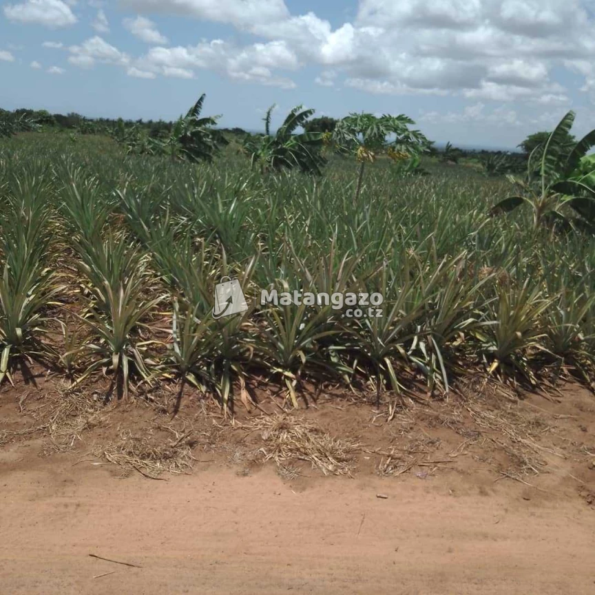 Shamba La Nanasi Ekari 5 Linauzwa Kiwangwa