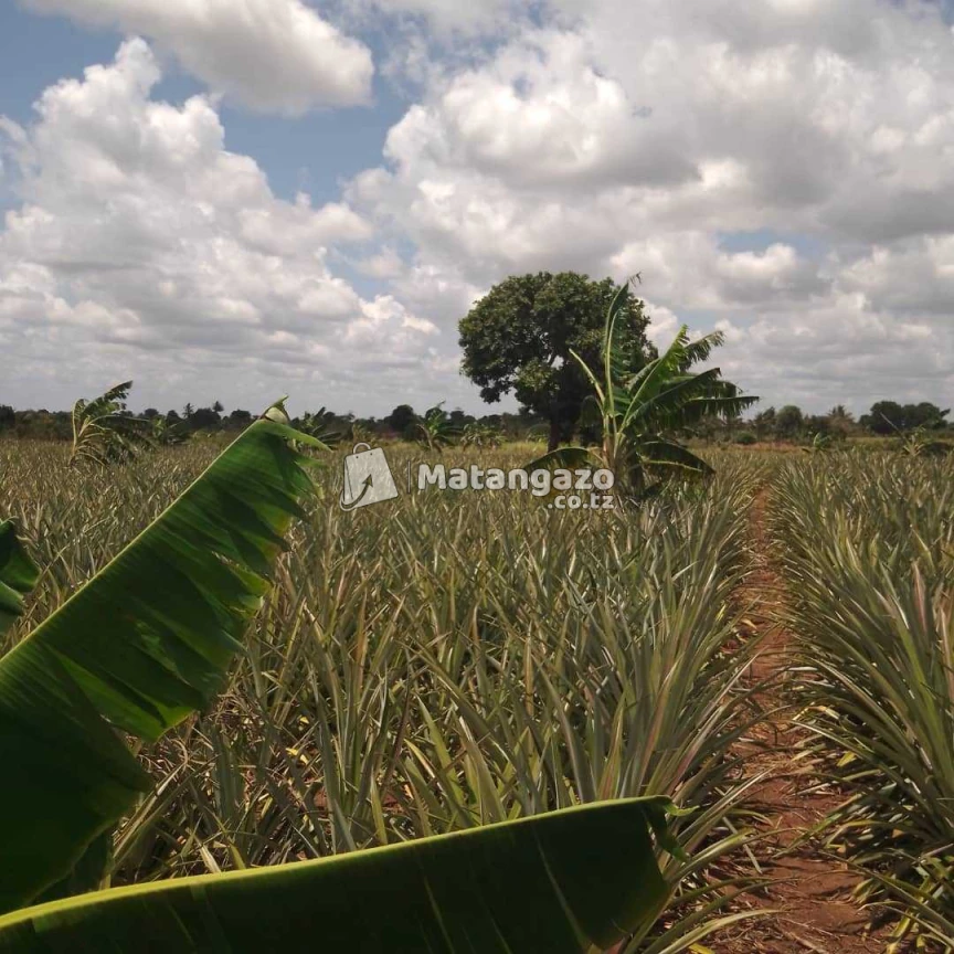 Shamba La Nanasi Ekari 5 Linauzwa Kiwangwa