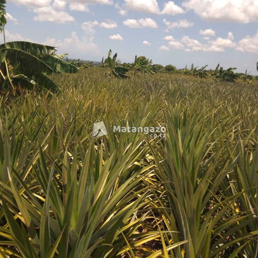 Shamba La Nanasi Ekari 5 Linauzwa Kiwangwa