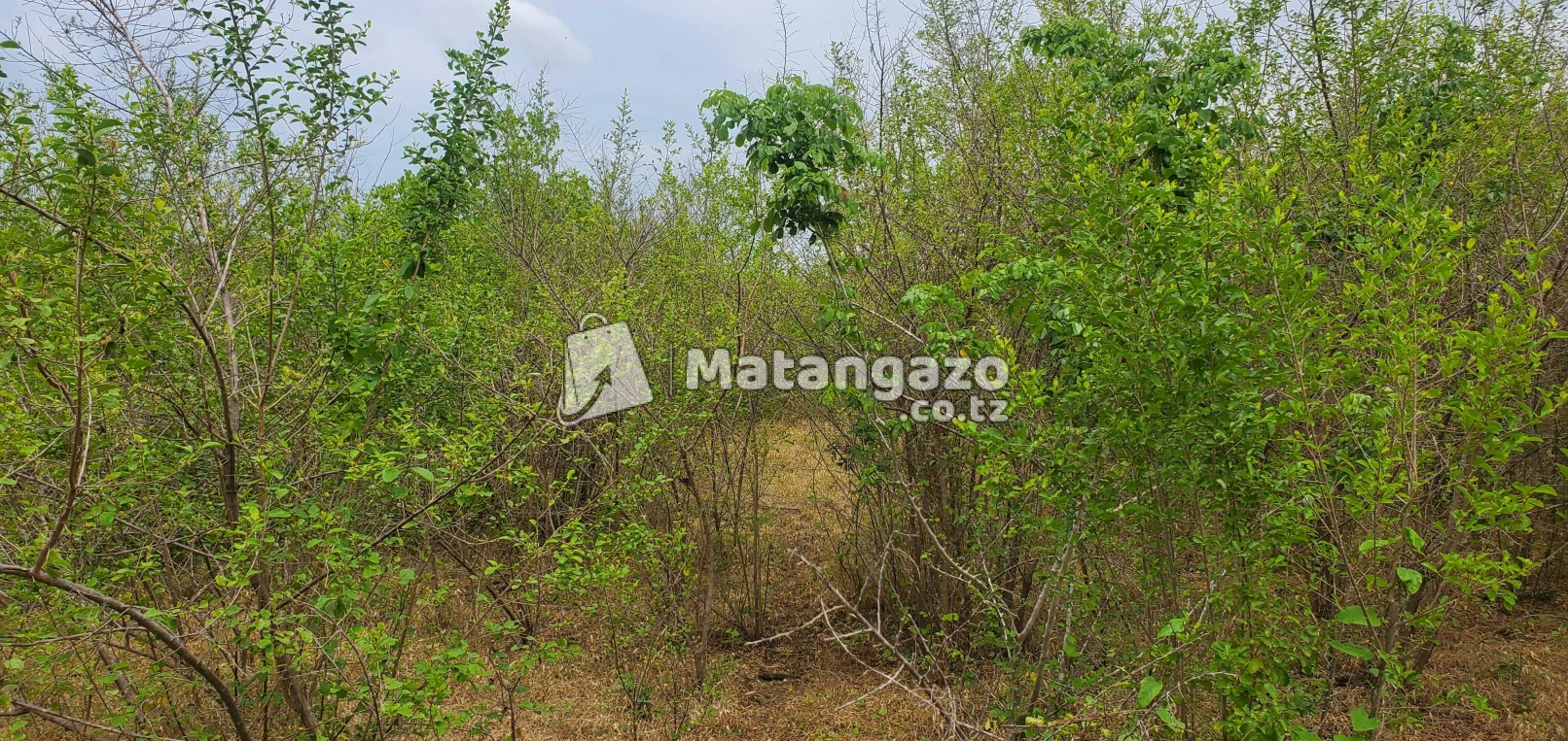 Shamba Linauzwa Bagamoyo