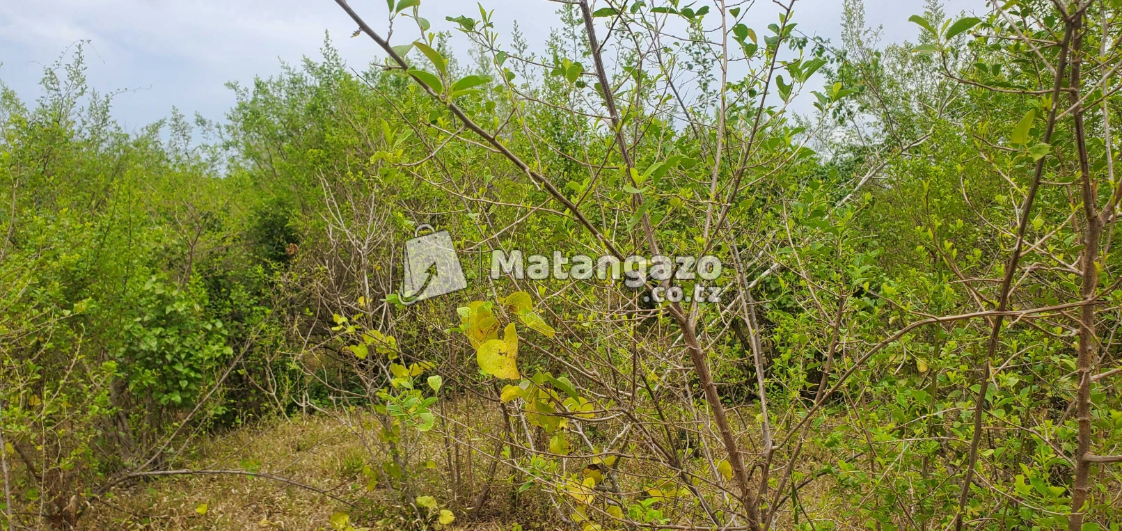 Shamba Linauzwa Bagamoyo