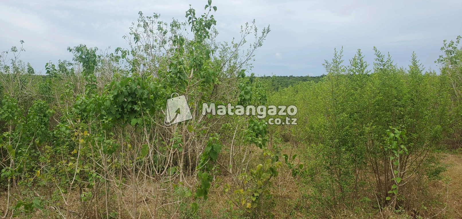 Shamba Linauzwa Bagamoyo