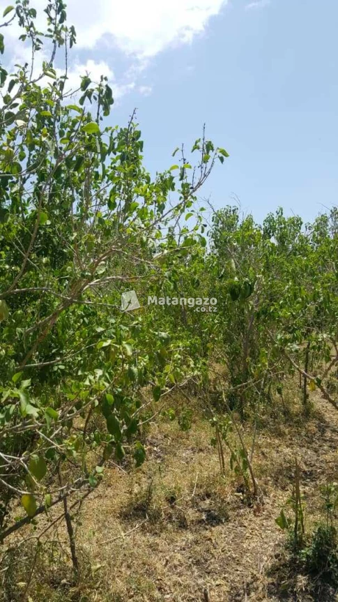 Shamba Linauzwa Kiwangwa