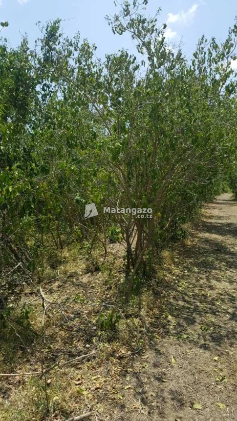 Shamba Linauzwa Kiwangwa