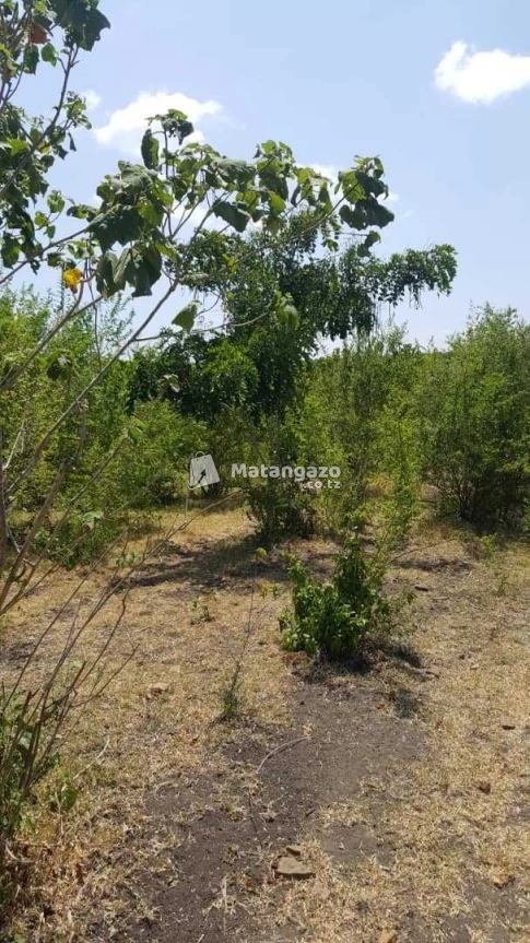 Shamba Linauzwa Kiwangwa