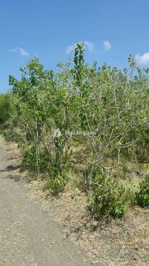 Shamba Linauzwa Kiwangwa