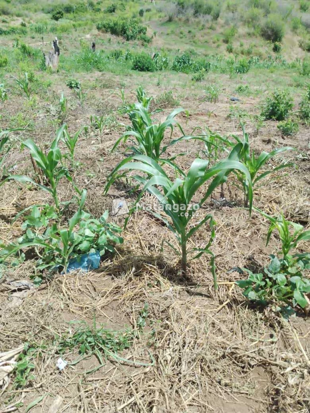 Shamba Linauzwa