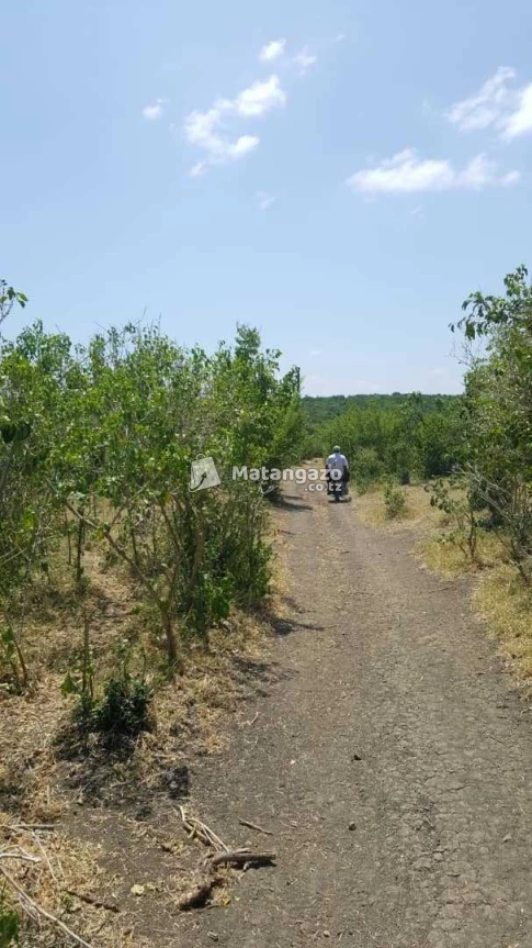 Shamba Linauzwa Kiwangwa