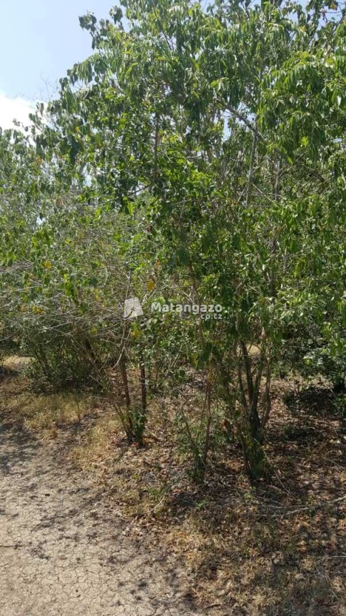 Shamba Linauzwa Kiwangwa