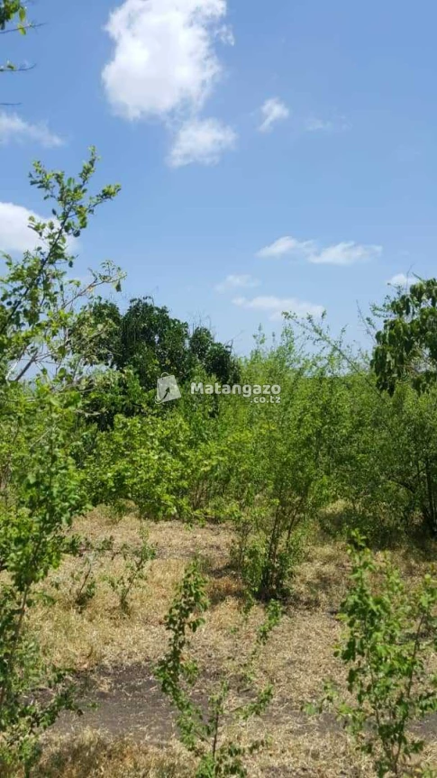 Shamba Linauzwa Kiwangwa