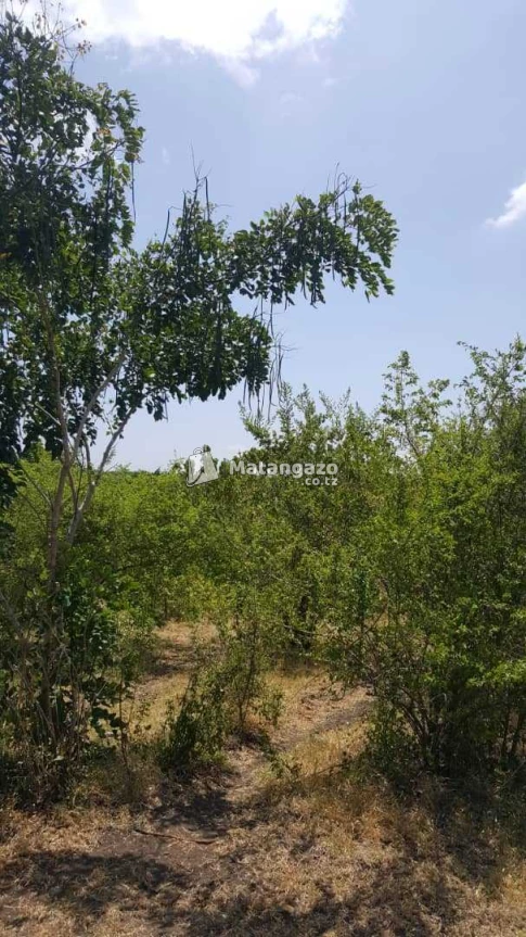 Shamba Linauzwa Kiwangwa