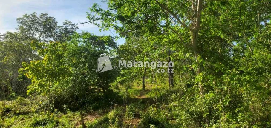 Shamba La Ekari 5 Linauzwa Bago Kiwangwa