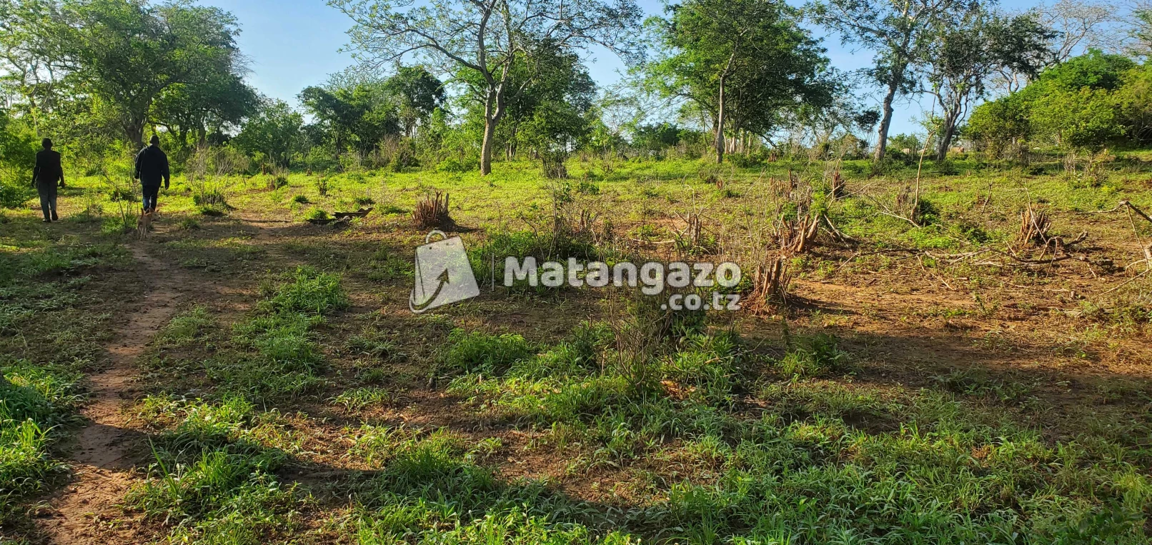 Shamba Linauzwa Mbwewe