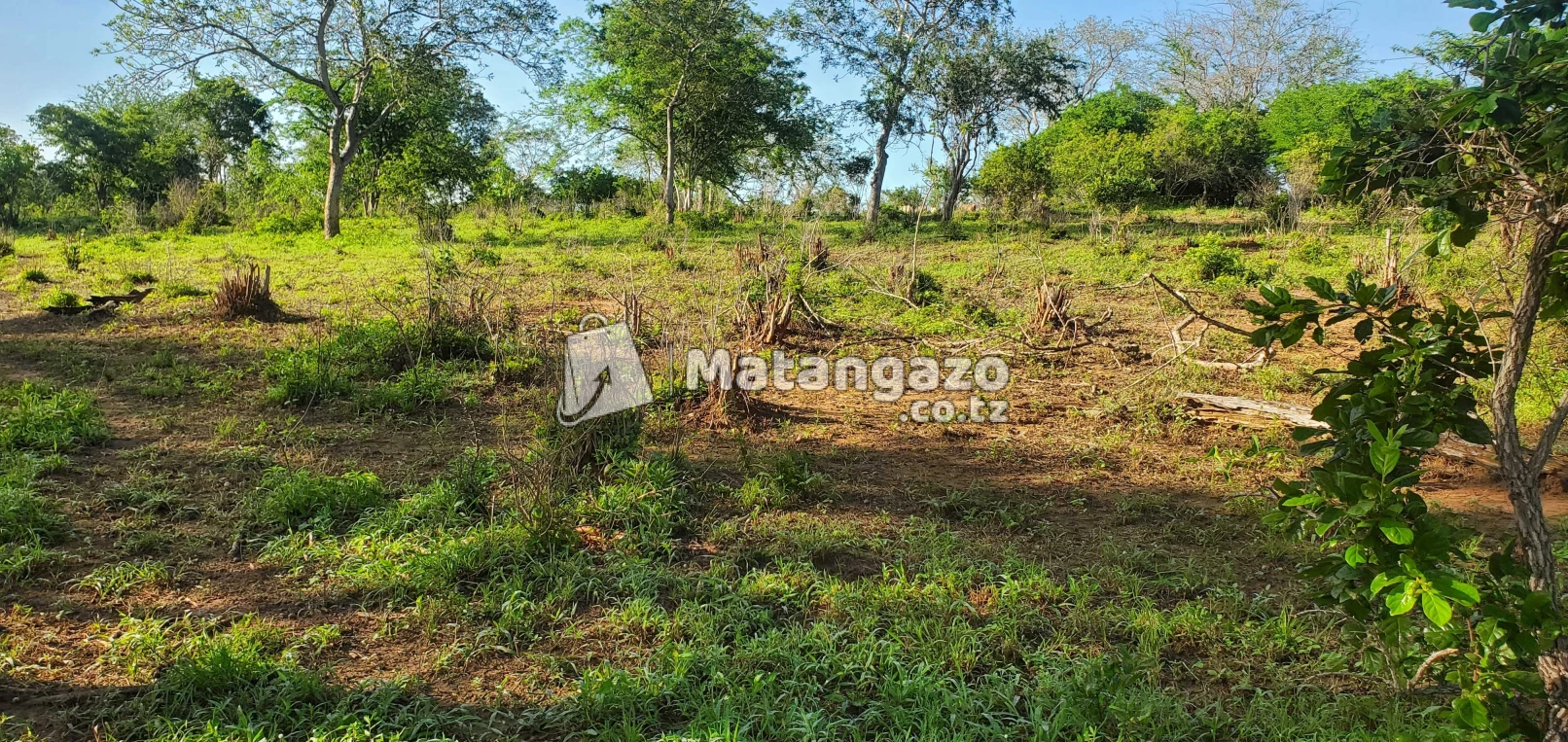 Shamba Linauzwa Mbwewe