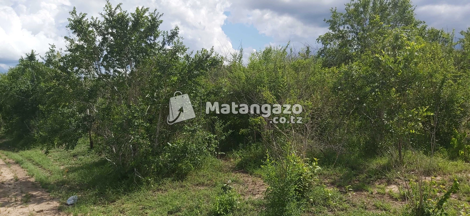 Shamba La Ekari 50 Linauzwa Bago Kiwangwa
