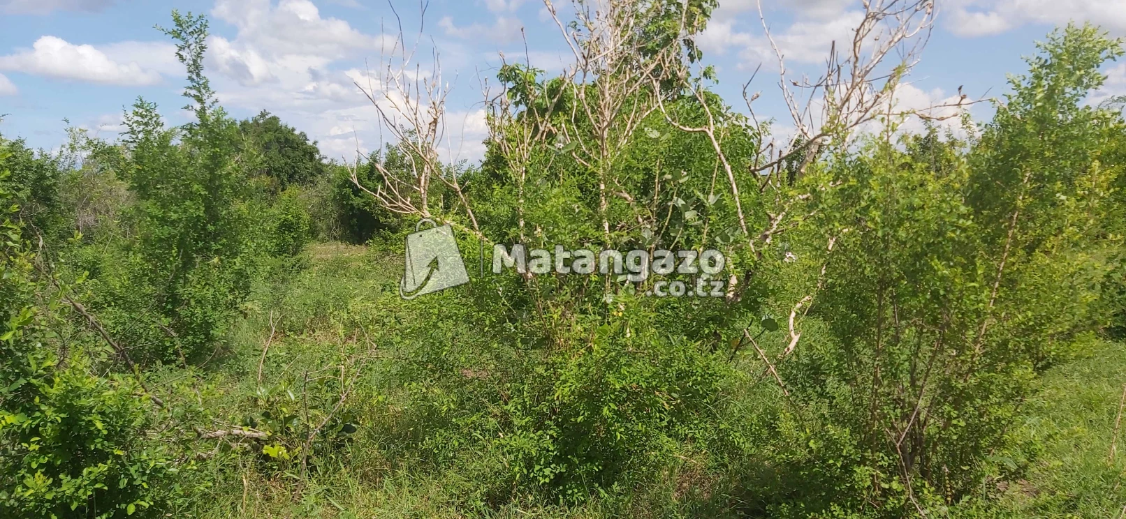 Shamba La Ekari 300 Linauzwa Kiwangwa Bagamoyo
