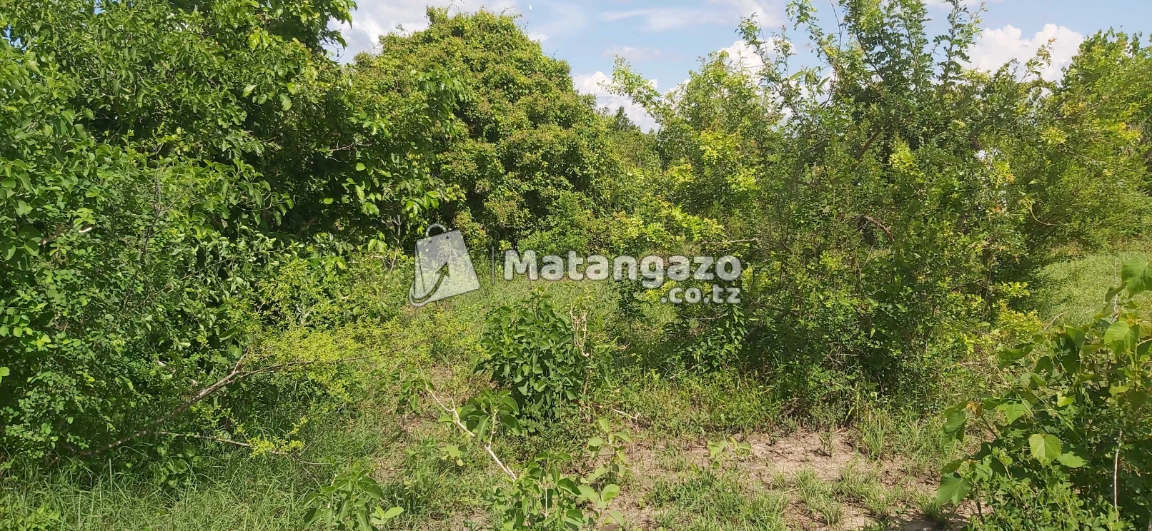 Shamba La Ekari 300 Linauzwa Kiwangwa Bagamoyo