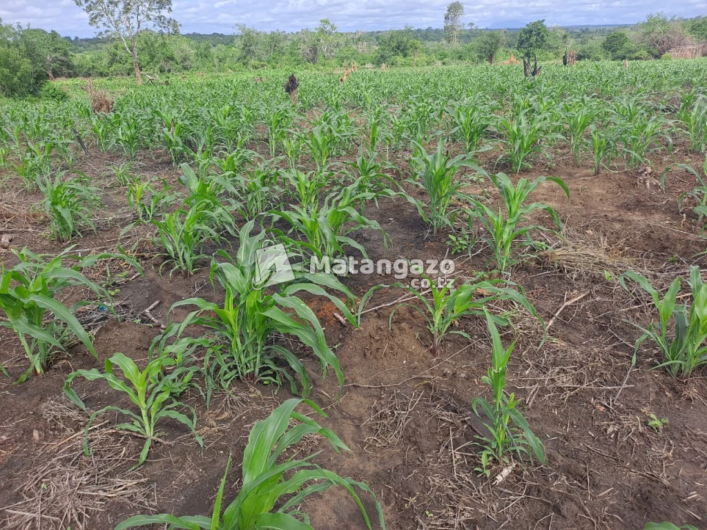 Shamba Linauzwa
