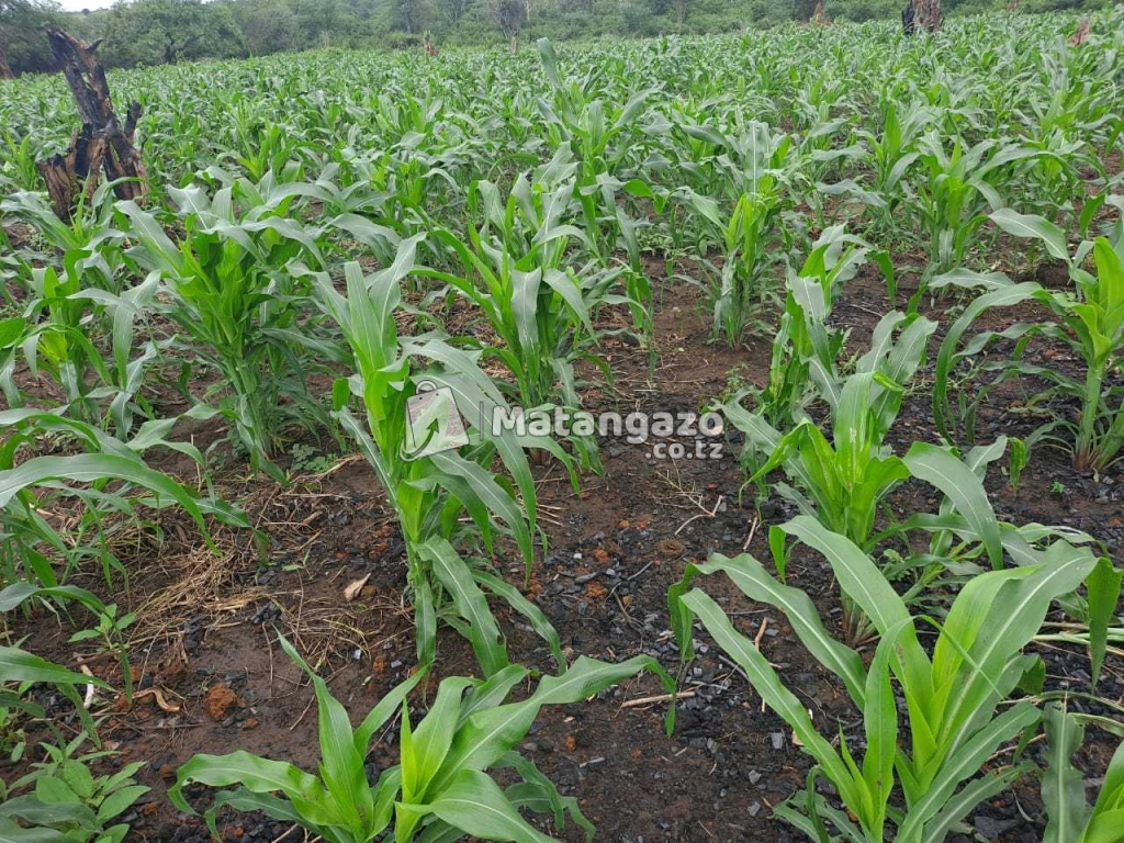 Shamba La Ekari 5 Linauzwa Mwetemo Kiwangwa