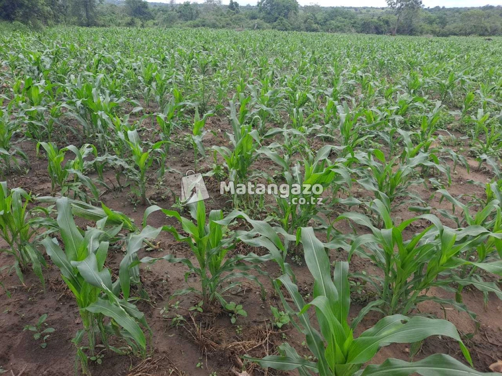 Shamba La Ekari 5 Linauzwa Mwetemo Kiwangwa