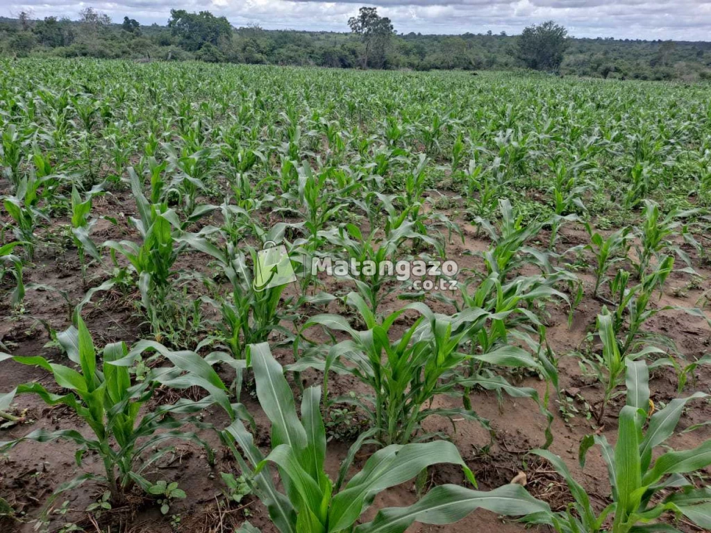 Shamba La Ekari 5 Linauzwa Mwetemo Kiwangwa