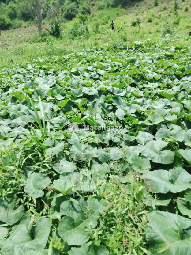 Shamba Linauzwa Ekari 80 Kiwangwa