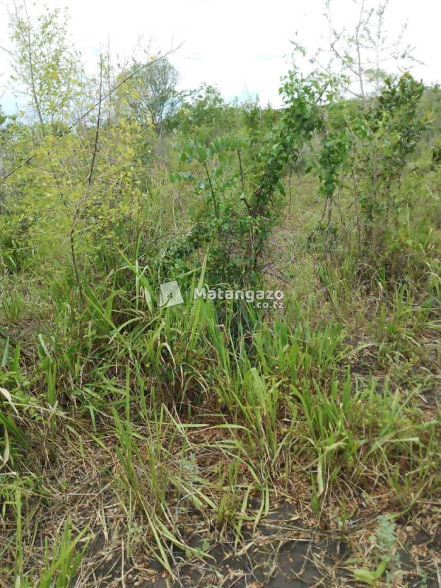 Shamba Linauzwa Ekari 80 Kiwangwa