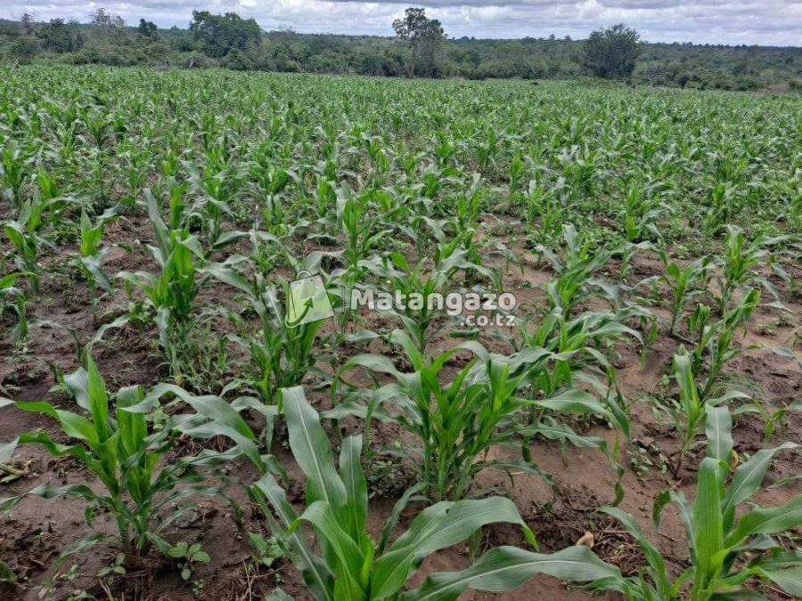 Shamba Linauzwa Ekari 80 Kiwangwa