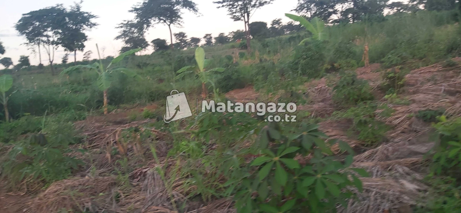Shamba La Ekari 30 Linauzwa