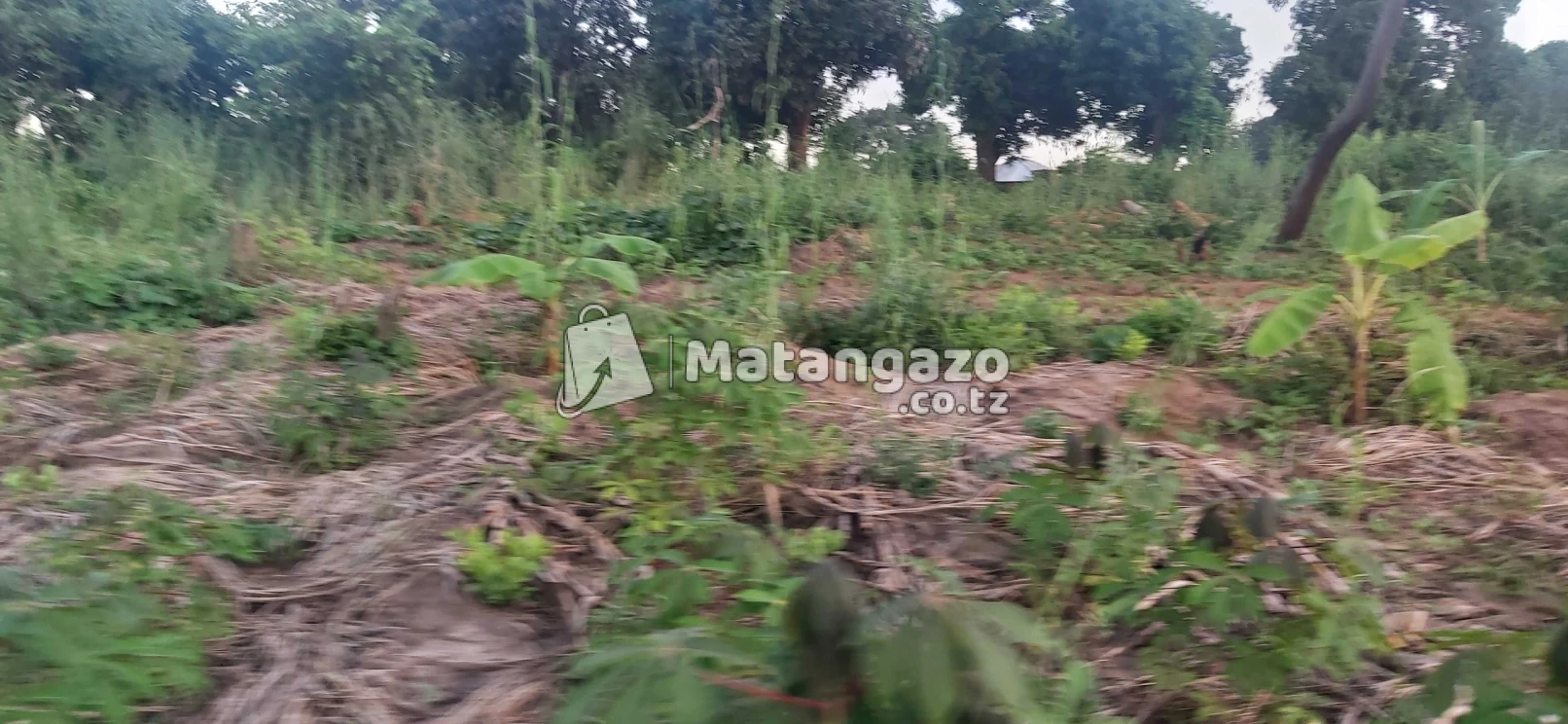 Shamba La Ekari 30 Linauzwa