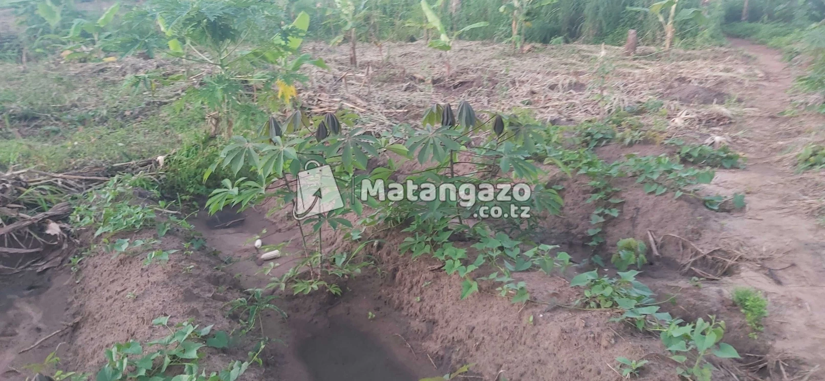 Shamba La Ekari 30 Linauzwa