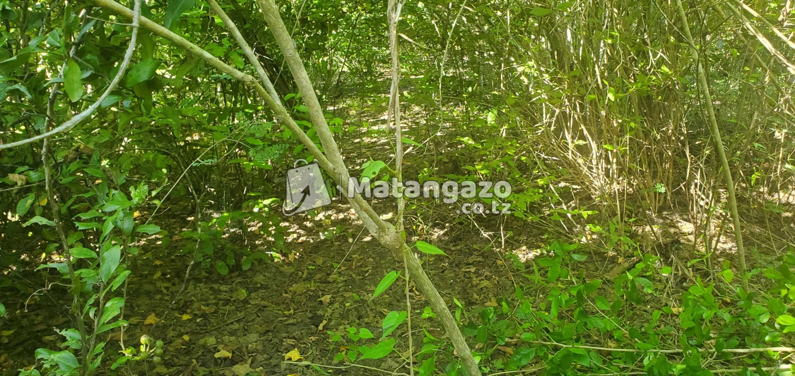 Shamba Linauzwa Mwetemo