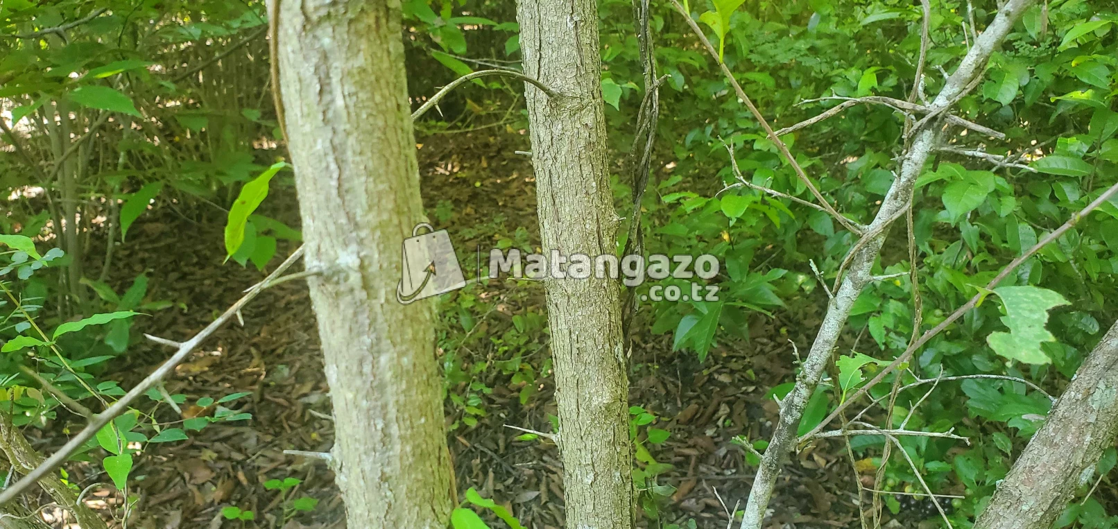 Shamba Linauzwa Mwetemo