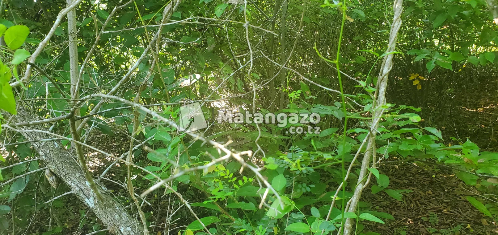 Shamba Linauzwa Mwetemo