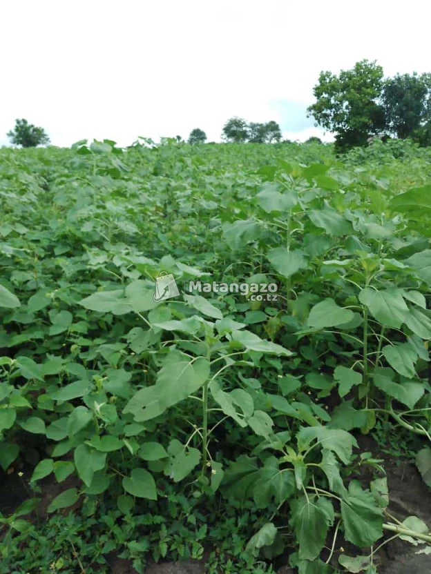 Shamba Linauzwa Kiwangwa Eka 300