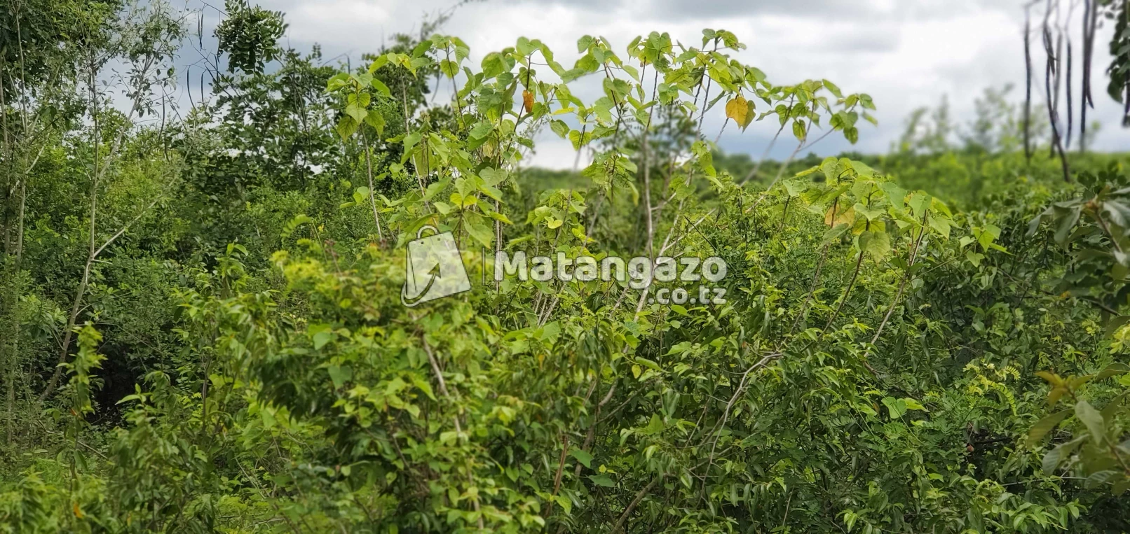 Shamba Linauzwa Kiwangwa Eka 300