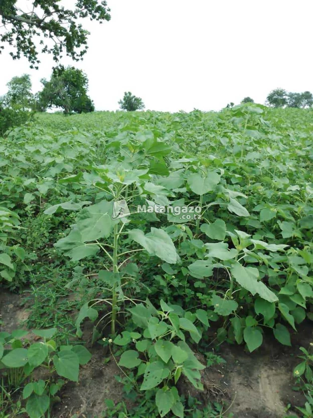 Shamba Linauzwa Kiwangwa Eka 300