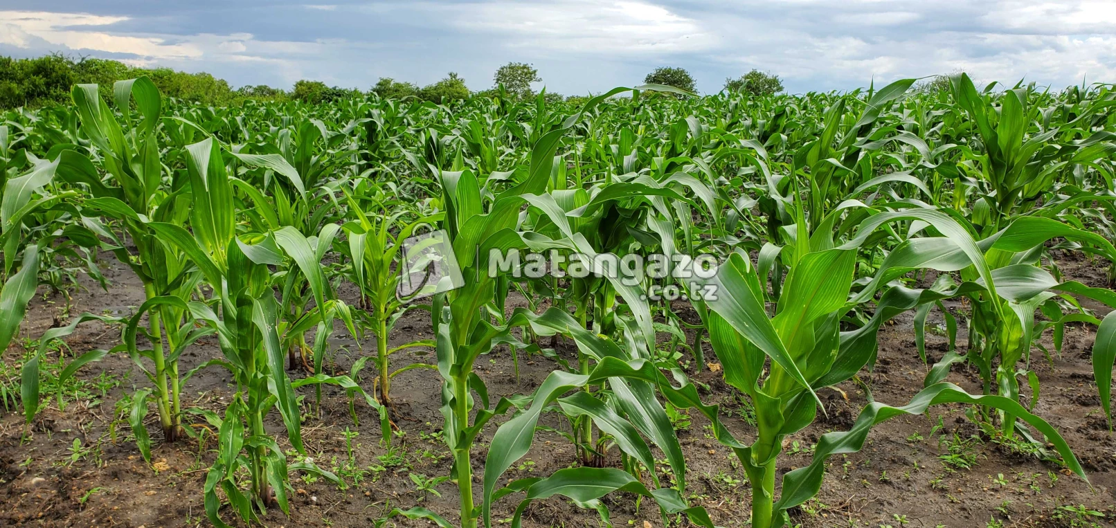 Shamba Linauzwa Kiwangwa Eka 300