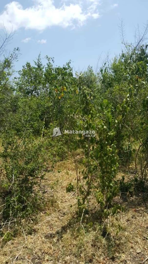 Shamba Linauzwa Ekari 40