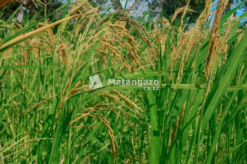 Shamba La Ekari 6 Lenye Hati Linauzwa Mkuranga
