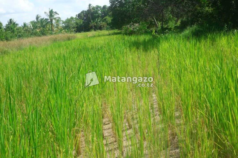 Shamba La Ekari 6 Lenye Hati Linauzwa Mkuranga